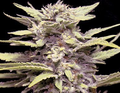 Blue Cindy - G13 LABS | TanieSianie.pl