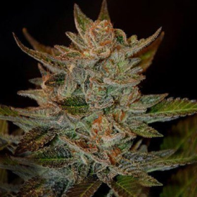 Blue OG - G13 LABS | TanieSianie.pl