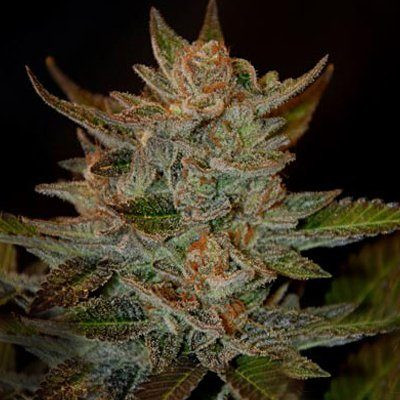 Blue OG - G13 LABS | TanieSianie.pl