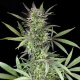 Blue Venom - G13 LABS | TanieSianie.pl