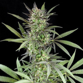 Blue Venom - G13 LABS | TanieSianie.pl