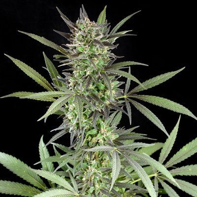 Blue Venom - G13 LABS | TanieSianie.pl