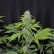 Blueberry Gum #2 - G13 LABS | TanieSianie.pl