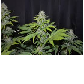 Blueberry Gum #2 - G13 LABS | TanieSianie.pl