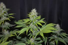 Blueberry Gum #2 - G13 LABS | TanieSianie.pl