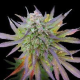 Blueberry Gum - G13 LABS | TanieSianie.pl