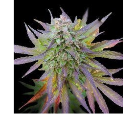Blueberry Gum - G13 LABS | TanieSianie.pl