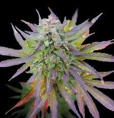 Blueberry Gum - G13 LABS | TanieSianie.pl