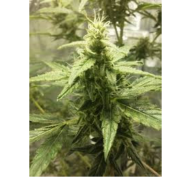 Ak-49 - Vision Seeds | TanieSianie.pl