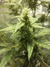 Ak-49 - Vision Seeds | TanieSianie.pl