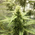 Ak-49 - Vision Seeds