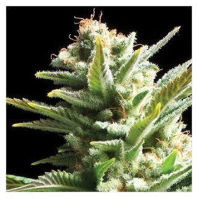 Amnesia - Vision Seeds | TanieSianie.pl