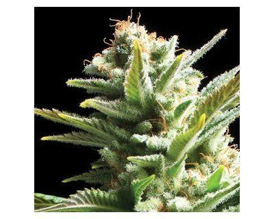 Amnesia - Vision Seeds | TanieSianie.pl