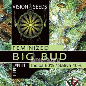 Big Bud - Vision Seeds | TanieSianie.pl