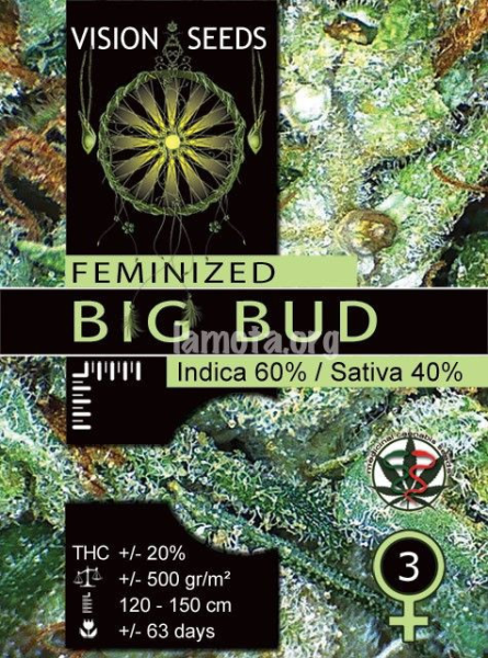 Big Bud - Vision Seeds | TanieSianie.pl