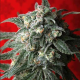 A-Train - T.H. SEEDS | TanieSianie.pl