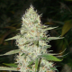CBD Super Silver Haze (Odmiana Medyczna) | TanieSianie.pl