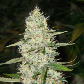 CBD Super Silver Haze (Odmiana Medyczna) | TanieSianie.pl