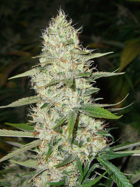 CBD Super Silver Haze (Odmiana Medyczna) | TanieSianie.pl