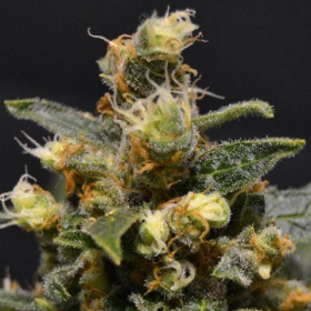 CBD AK47 (Odmiana Medyczna) | TanieSianie.pl