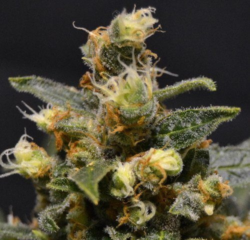 CBD AK47 (Odmiana Medyczna) | TanieSianie.pl