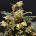 CBD AK47 (Odmiana Medyczna)