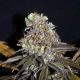 CBD Critical Mass (Odmiana Medyczna) | TanieSianie.pl