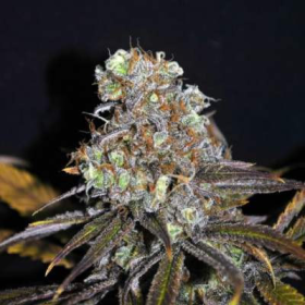 CBD Critical Mass (Odmiana Medyczna) | TanieSianie.pl