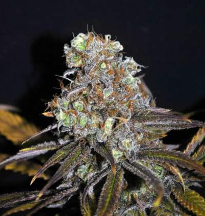 CBD Critical Mass (Odmiana Medyczna) | TanieSianie.pl