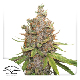 Auto Glueberry O.G. - DUTCH PASSION | TanieSianie.pl
