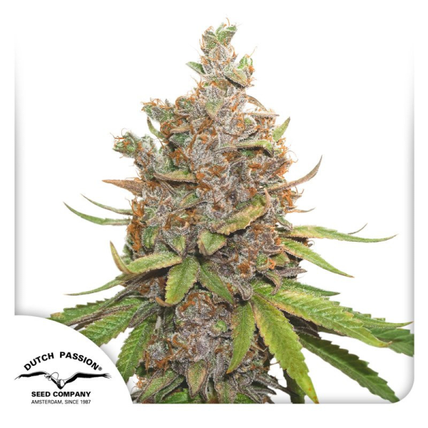 Auto Glueberry O.G. - DUTCH PASSION | TanieSianie.pl