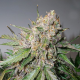 Auto Glueberry O.G. - DUTCH PASSION | TanieSianie.pl