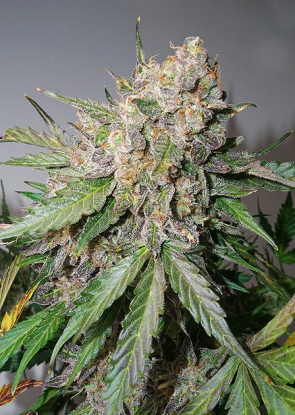 Auto Glueberry O.G. - DUTCH PASSION | TanieSianie.pl