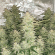 Auto Glueberry O.G. - DUTCH PASSION | TanieSianie.pl