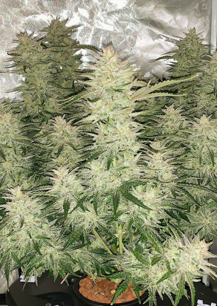 Auto Glueberry O.G. - DUTCH PASSION | TanieSianie.pl