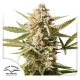 Auto Cinderella Jack - DUTCH PASSION | TanieSianie.pl