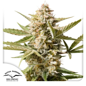 Auto Cinderella Jack - DUTCH PASSION | TanieSianie.pl