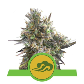 Royal Bluematic Automatic - ROYAL QUEEN SEEDS | TanieSianie.pl