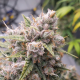Auto Cinderella Jack - DUTCH PASSION | TanieSianie.pl