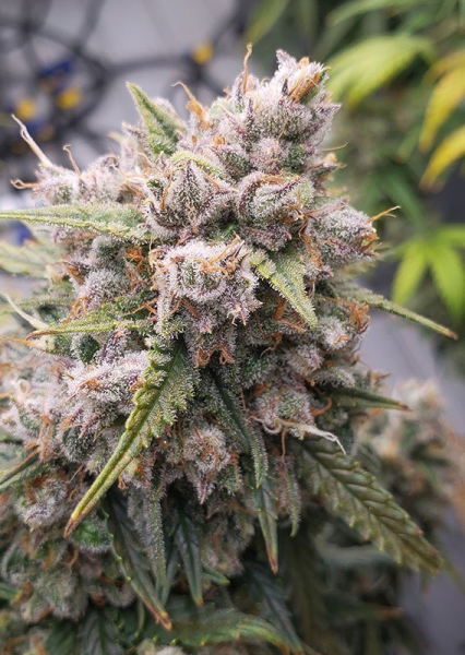 Auto Cinderella Jack - DUTCH PASSION | TanieSianie.pl