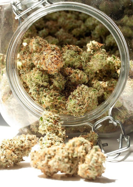 Auto Cinderella Jack - DUTCH PASSION | TanieSianie.pl