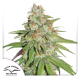 Glueberry O.G. - DUTCH PASSION | TanieSianie.pl