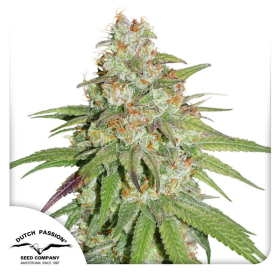 Glueberry O.G. - DUTCH PASSION | TanieSianie.pl