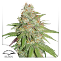 Glueberry O.G. - DUTCH PASSION