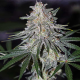Glueberry O.G. - DUTCH PASSION | TanieSianie.pl
