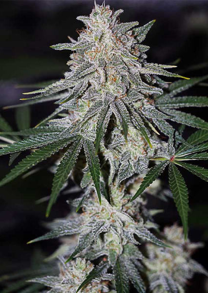 Glueberry O.G. - DUTCH PASSION | TanieSianie.pl