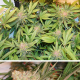 Glueberry O.G. - DUTCH PASSION | TanieSianie.pl
