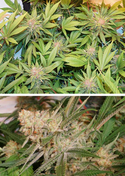 Glueberry O.G. - DUTCH PASSION | TanieSianie.pl