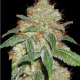 Black Domina | TanieSianie.pl