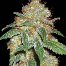 Black Domina | TanieSianie.pl